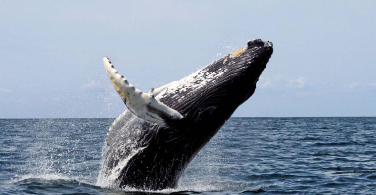 Whale Watching Tour | Grupo Naviero