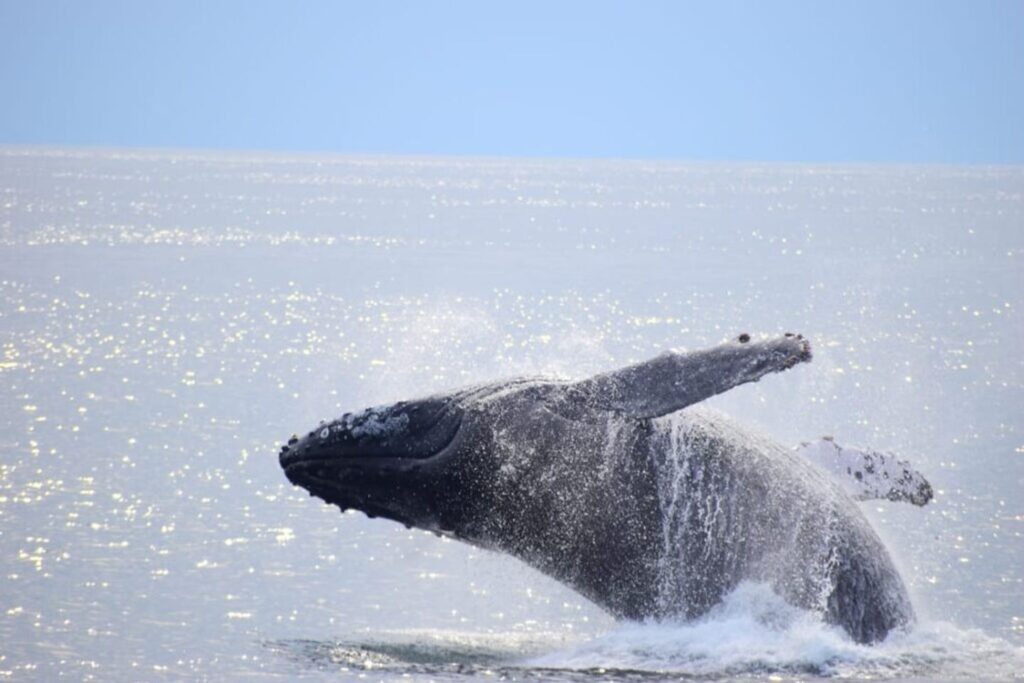 Ballenas-Dic-2022-9-1024×683